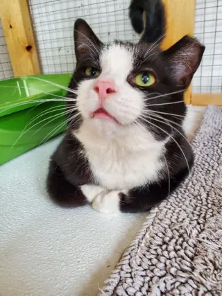 Moonpie