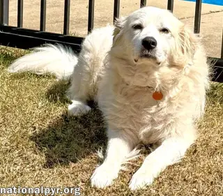 Lady in AL - Charming, Gentle & Easygoing!