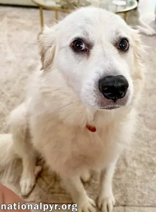 Lady in AL - Charming, Gentle & Easygoing!