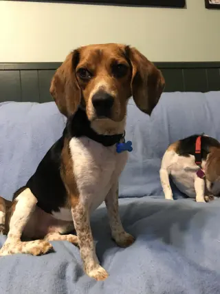Benny