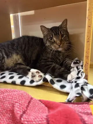 Elwood