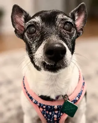 Sweetie