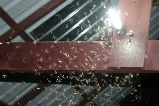 El COVID de TERMITAS/FUMIGADOR