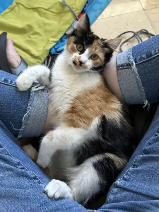 Pumpkin (Courtesy Post)