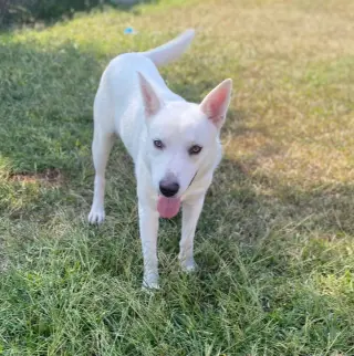 Bodhi