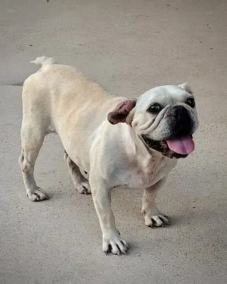 Frankie the Frenchie