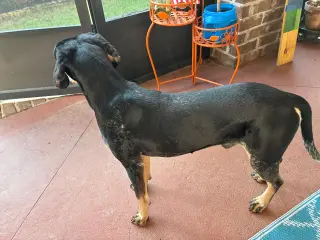 Beau
