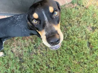 Beau