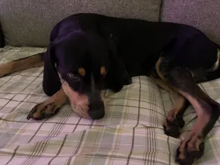 Beau