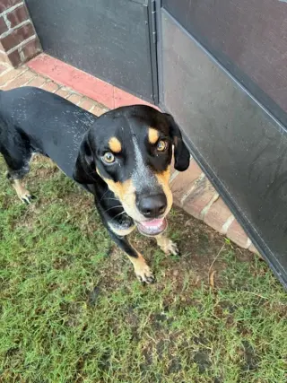 Beau