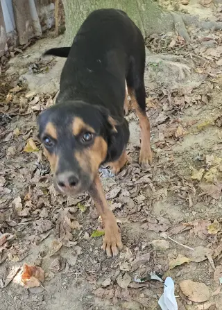 Flint