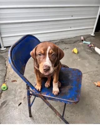 Roxy