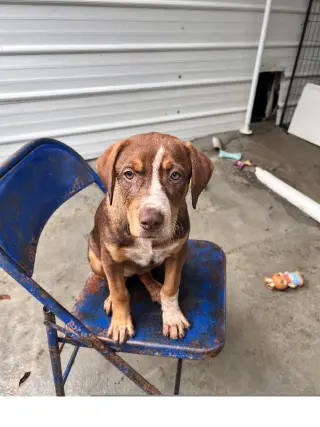 Roxy