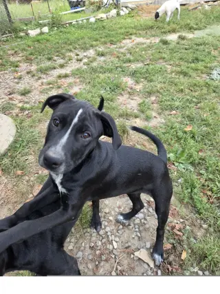 Skunky