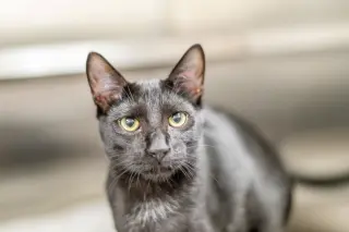 Basil
