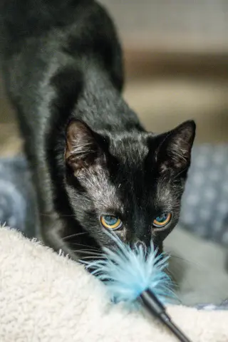 Pepper