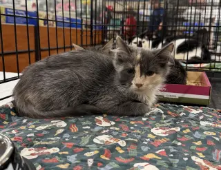 Bonita