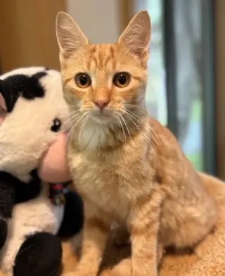Sterling