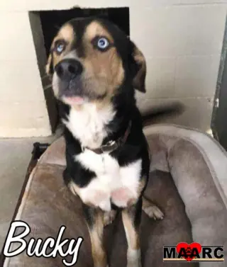 Bucky