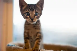 Gizmo