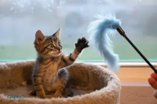Gizmo