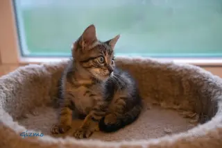 Gizmo