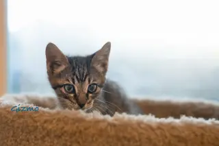 Gizmo