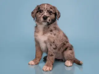 Date: Bumble