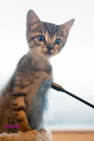 Gracie