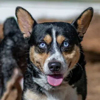 Nubbi