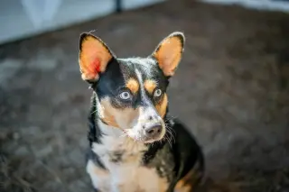 Nubbi