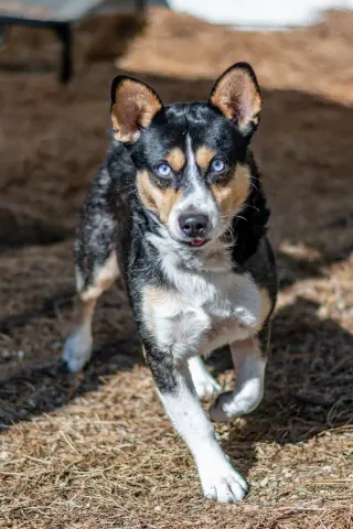 Nubbi