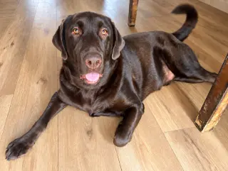 Tucker