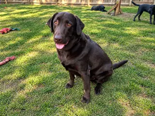 Tucker