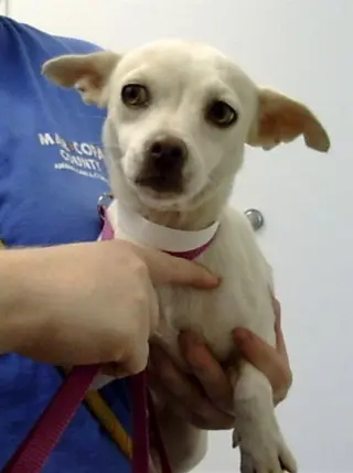 BONITA