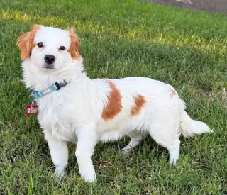 Cayenne