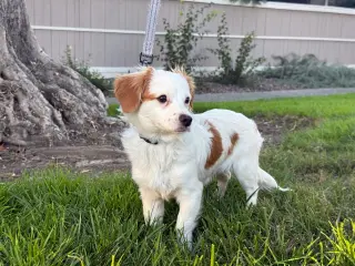 Cayenne