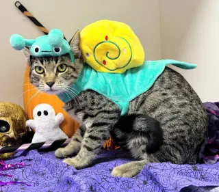Percy Jackson