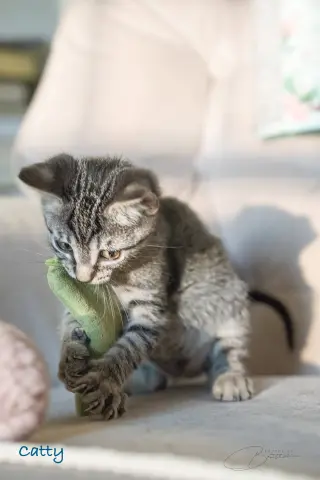 Catty