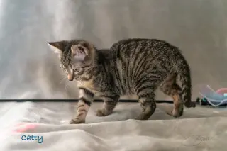 Catty