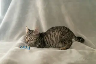 Catty