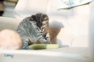Catty