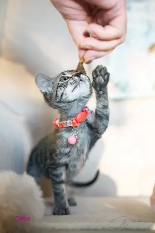 Cato