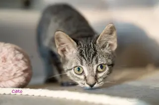 Cato