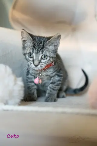 Cato