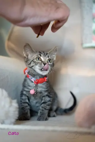 Cato
