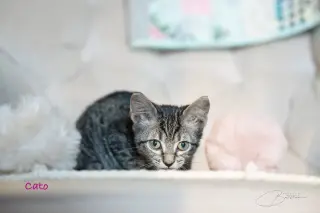 Cato