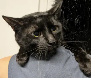 Benny