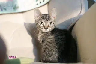 Cass