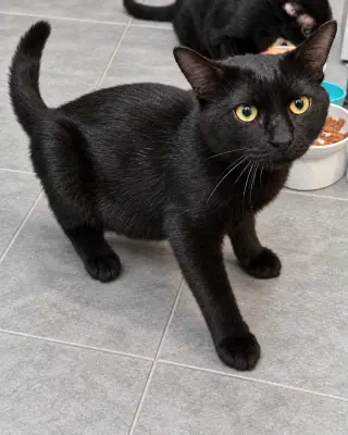 Nero 2 years AVA 10/8